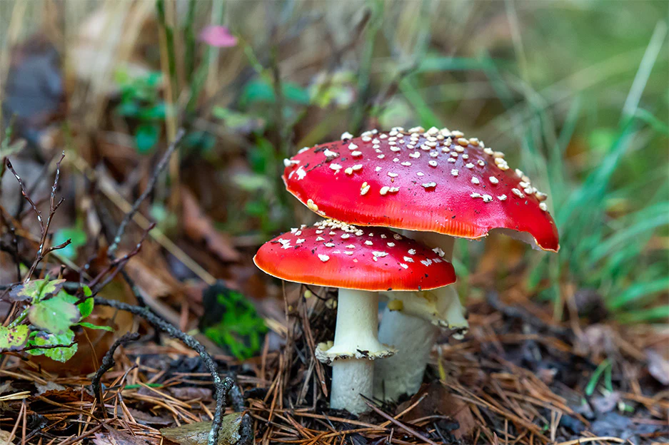 Mushroom Gummies